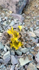 Ranunculus scrithalis