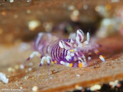 Gnathophyllum americanum