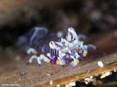 Gnathophyllum americanum