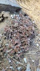 Myosotis lyallii elderi