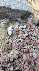 Myosotis lyallii elderi