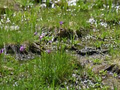 Primula tetrandra
