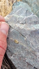 Myosotis lyallii elderi