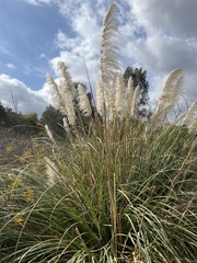 Cortaderia