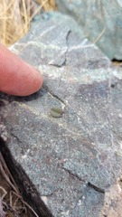 Myosotis lyallii elderi