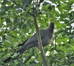 Corythaixoides concolor bechuanae