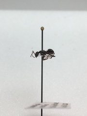Formica fusca