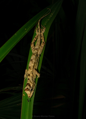 Anolis lemurinus