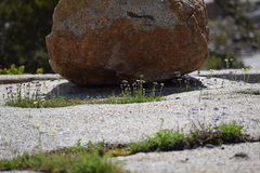 Penstemon heterodoxus