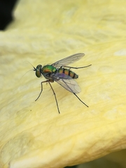 Chrysosoma leucopogon