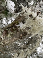 Usnea dasopoga