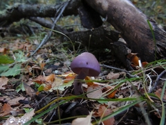 Cortinarius magellanicus
