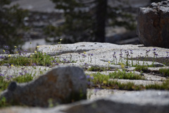 Penstemon heterodoxus