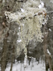 Usnea dasopoga