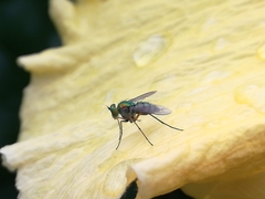 Chrysosoma leucopogon