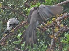 Corythaixoides concolor bechuanae
