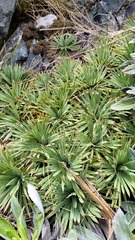 Aciphylla spedenii