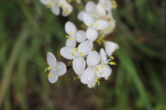 Libertia chilensis