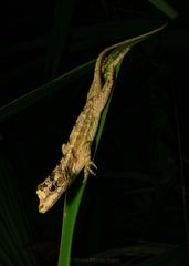 Anolis lemurinus