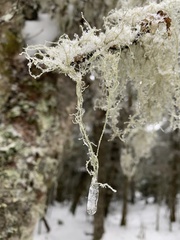 Usnea dasopoga