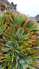 Aciphylla spedenii