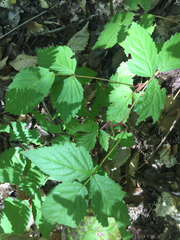 Rubus