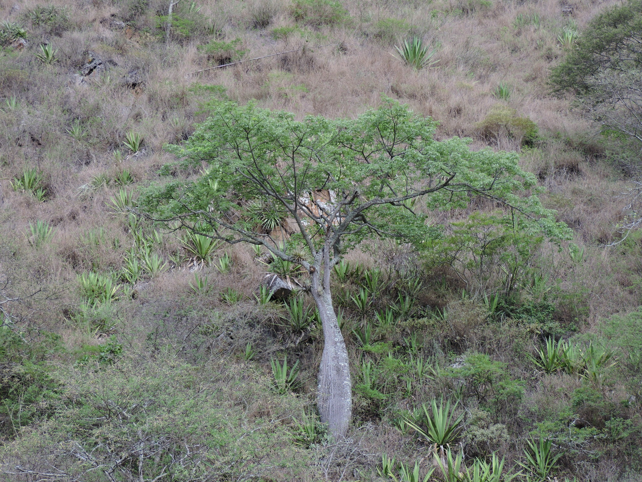 Ceiba insignis image