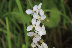 Libertia chilensis