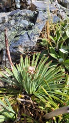 Aciphylla spedenii