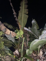 Musa