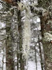 Usnea dasopoga