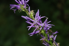 Asyneuma campanuloides