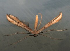 Emmelina monodactyla