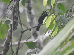 Ramphocelus flammigerus icteronotus