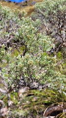 Brachyglottis cassinioides