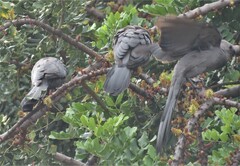 Corythaixoides concolor bechuanae