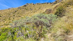 Brachyglottis cassinioides