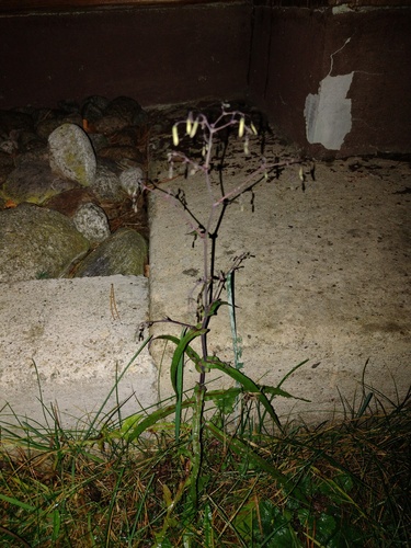 šalát (Lactuca)