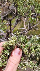 Brachyglottis cassinioides