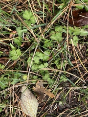Ranunculus uncinatus