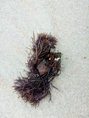 Furcellaria lumbricalis