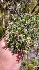 Brachyglottis cassinioides