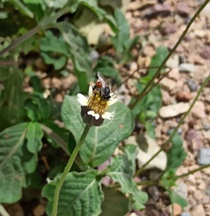 Apis florea