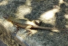 Tropidurus catalanensis