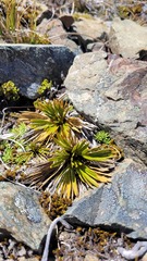 Aciphylla lecomtei
