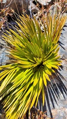 Aciphylla lecomtei