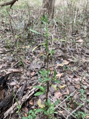 Hypericum hypericoides