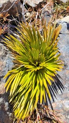 Aciphylla lecomtei