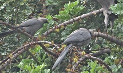 Corythaixoides concolor bechuanae