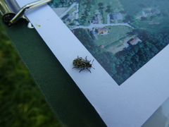 Chrysomela vigintipunctata